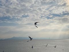 -深圳湾公园(南山区)
