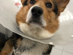 -北京赛佳动物医院