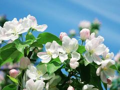 -海棠花溪(元大都城垣遗址公园)