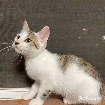 老公公司来了一只狸花猫，母猫