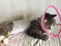 -美联众合动物医院·24h京西诊疗中心