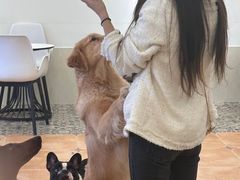 -Let's go狗咖·猫咖·奶狗·桌游(春熙路IFS店)