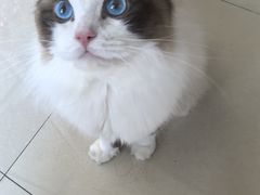 -久久宠物(河东万达店)