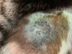 -纳吉亚猫专科动物医院博雅分院