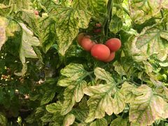 -万源龙顺度假庄园生态观光园