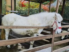 -杭州开元森泊度假乐园