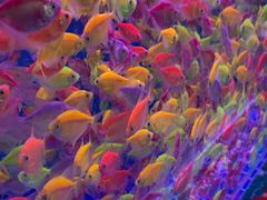 -青石桥花鸟鱼虫市场(叠翠城店)