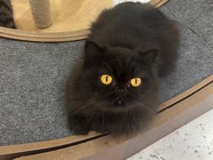 -喵园·猫主题咖啡厅·撸猫·猫咖(国贸店)