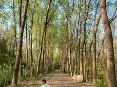 -合肥滨湖国家森林公园