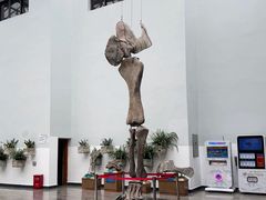 -自贡恐龙博物馆