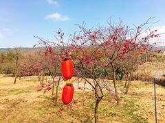 -天适樱花悠乐园