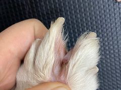 -瑞派·爱瑞可动物医院·口腔专科(广华新城分院)