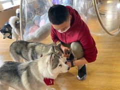 -Husky Go! 哈士奇体验馆·宠物咖啡厅狗咖