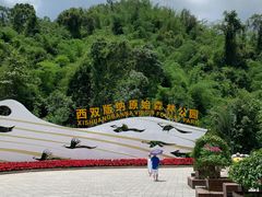 -西双版纳原始森林公园