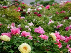 -曹州百花园