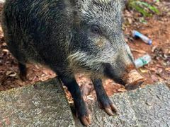 -梧桐山风景名胜区