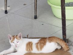 -赵姐猪耳朵饭店
