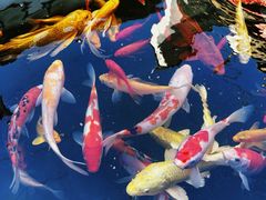 -洋湖国家湿地公园