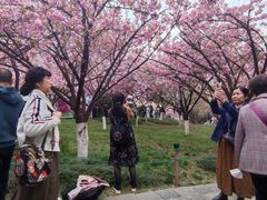 -西安青龙寺遗址景区