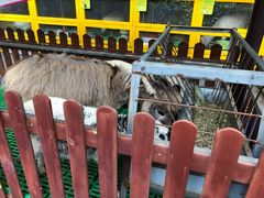 -上海崇明金茂凯悦酒店