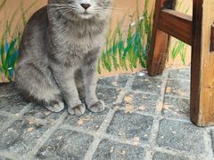 -猫岛主趣味餐厅(鼓浪屿店)