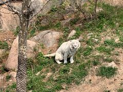 -西霞口神雕山野生动物世界