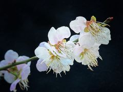 -广州市流溪河国家森林公园