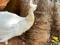 -昆明动物园