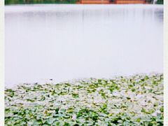 -洛龙公园