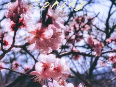 -北京鹫峰国家森林公园