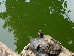 -西园戒幢律寺