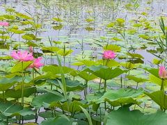 -野鸭湖国家湿地公园