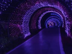 -大塘金香草谷