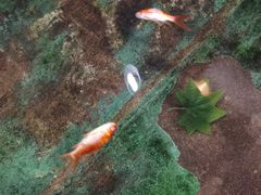 -上海大自然野生昆虫馆(东方明珠·爬宠昆虫探索中心)