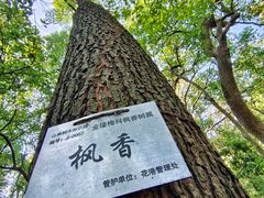 -九曜山