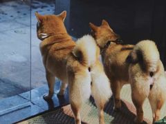 -柴务处·柴犬主题狗咖