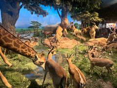 -国家自然博物馆