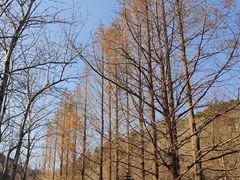 -白水寺森林公园