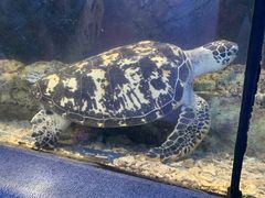 -太平洋海底世界