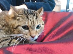 -爱妮康宠物医院·干细胞免疫细胞·肿瘤·心脏(张江店)