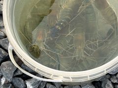 -DGE季风钓虾营地·团建·聚会