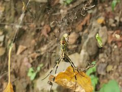 -北京西山国家森林公园