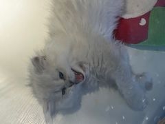 -龟与熊猫宠物公园(南坪店)