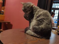 -猫色咖啡·猫咖