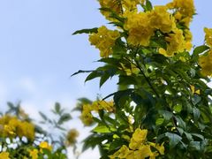 -东莞植物园