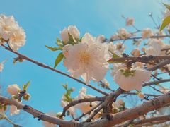 -石家庄市植物园