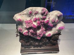 -中国地质博物馆