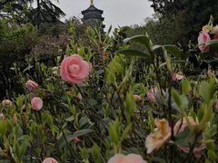 -浙江西子宾馆·瑶园咖啡厅