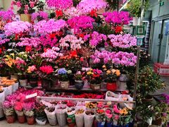 -花鸟鱼虫鲜花绿植市场(玉泉路店)