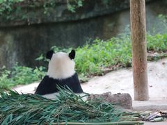 -中国大熊猫保护研究中心雅安碧峰峡基地